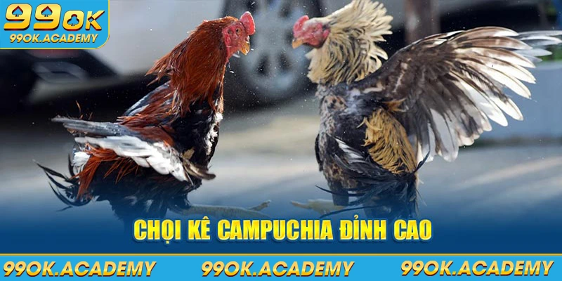 Chọi kê Campuchia đỉnh cao